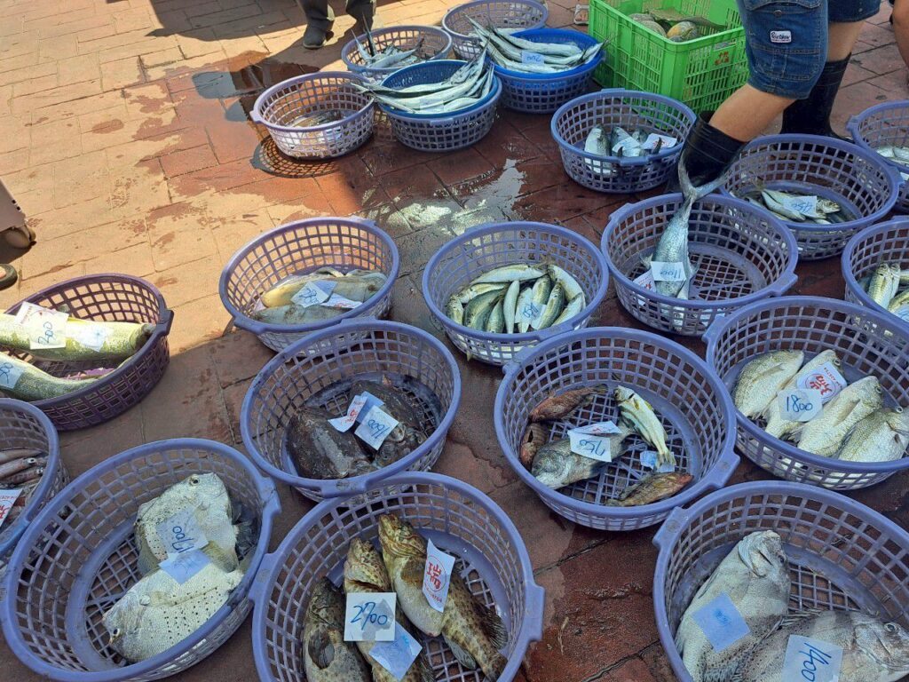 苗栗親子景點 龍鳳漁港