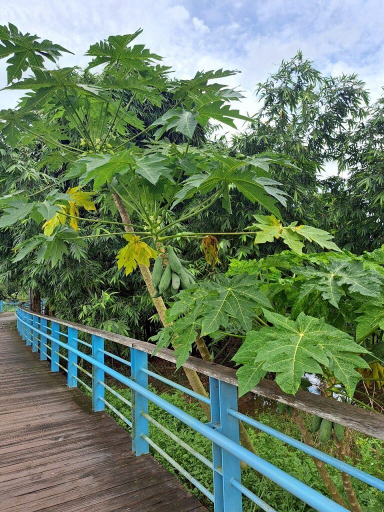 高雄美濃景點 美濃湖