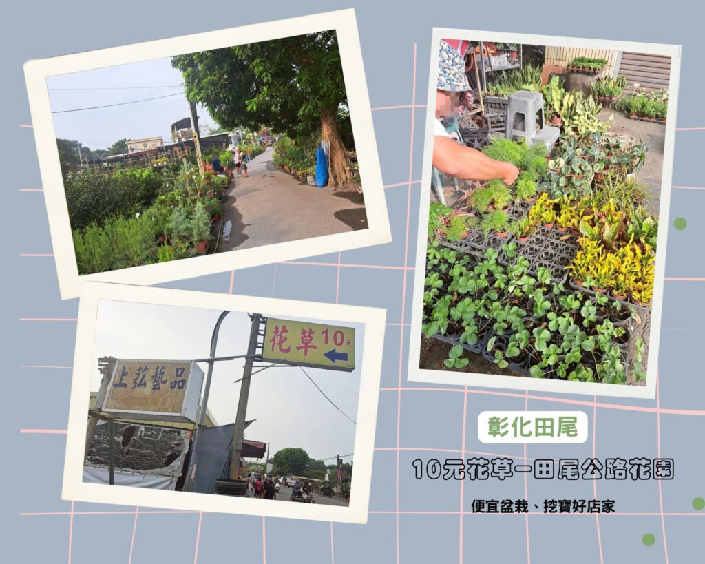  田尾必訪景點 ｜10元花草-田尾公路花園平價盆栽與花草