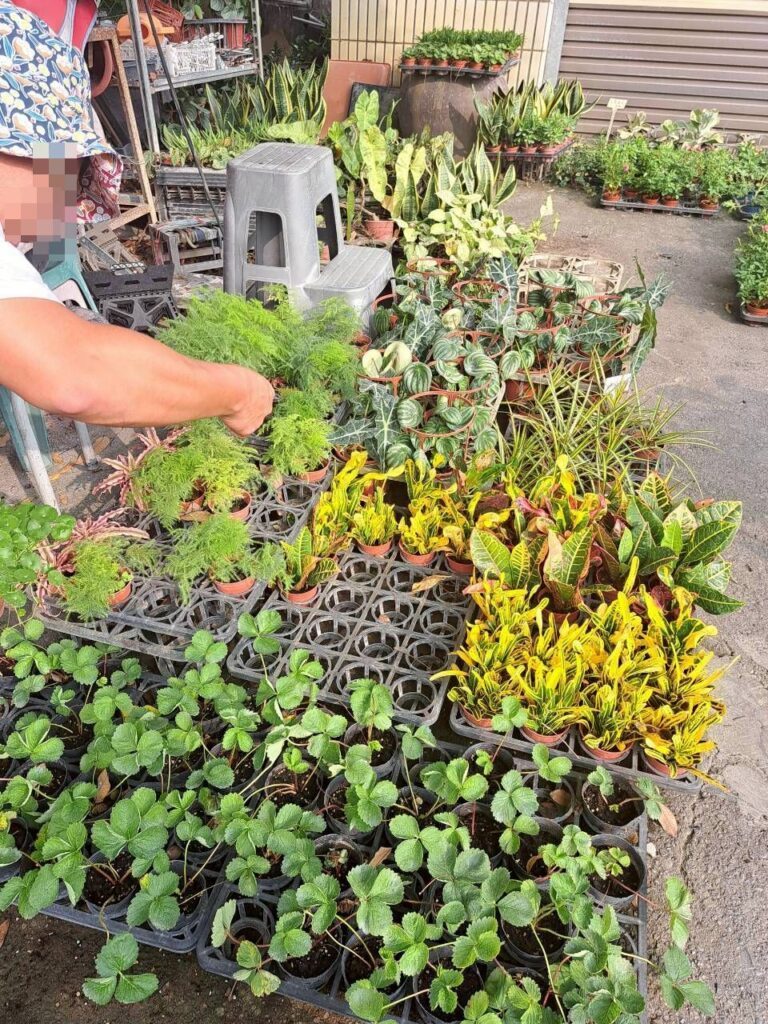 彰化田尾必逛景點｜平價小盆栽與綠意花園