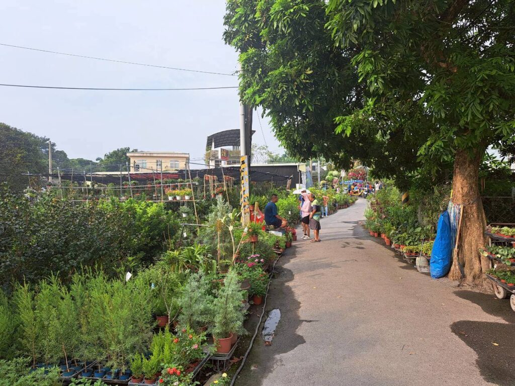  田尾必訪景點 ｜10元花草-田尾公路花園平價盆栽與花草