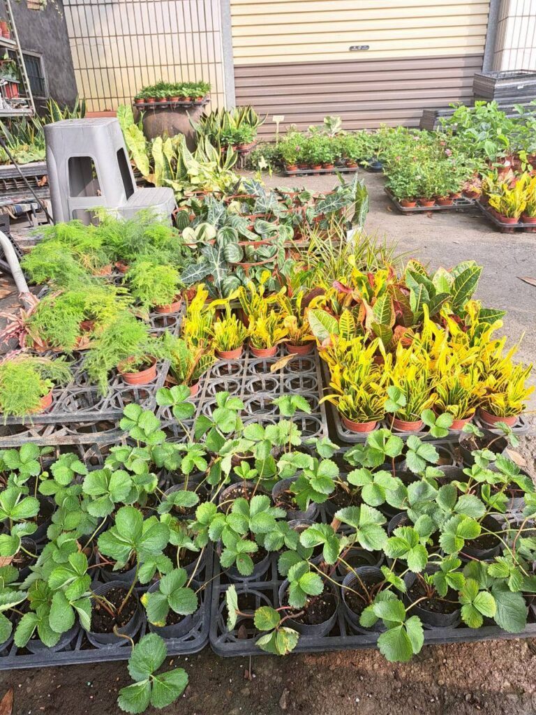  田尾必訪景點 親子旅遊、彰化設計展周邊的園藝小旅行