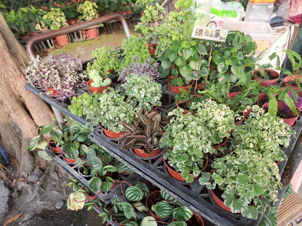  田尾必訪景點 親子旅遊、彰化設計展周邊的園藝小旅行