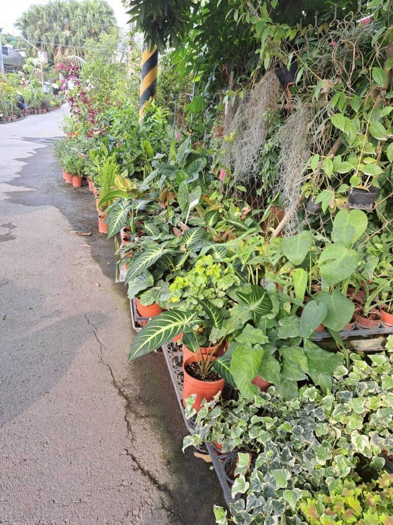  田尾必訪景點 親子旅遊、彰化設計展周邊的園藝小旅行