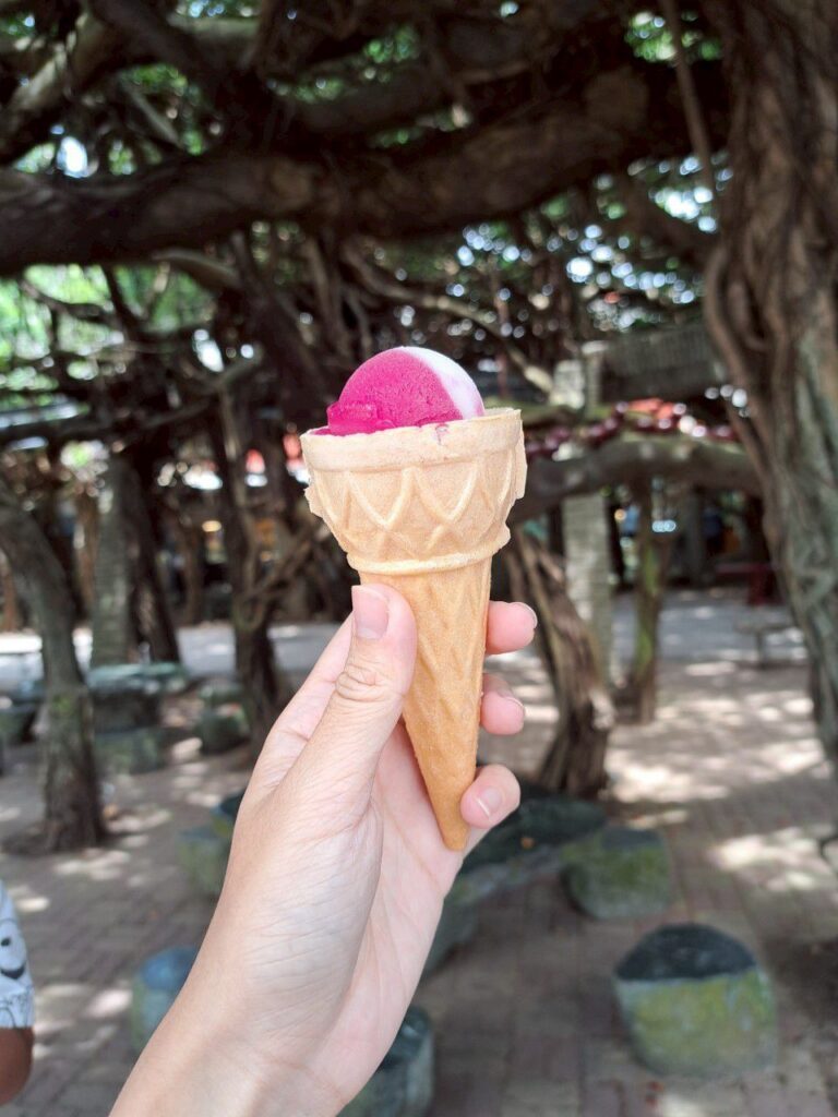  白沙鄉景點 通樑古榕 阿姨仙人掌冰