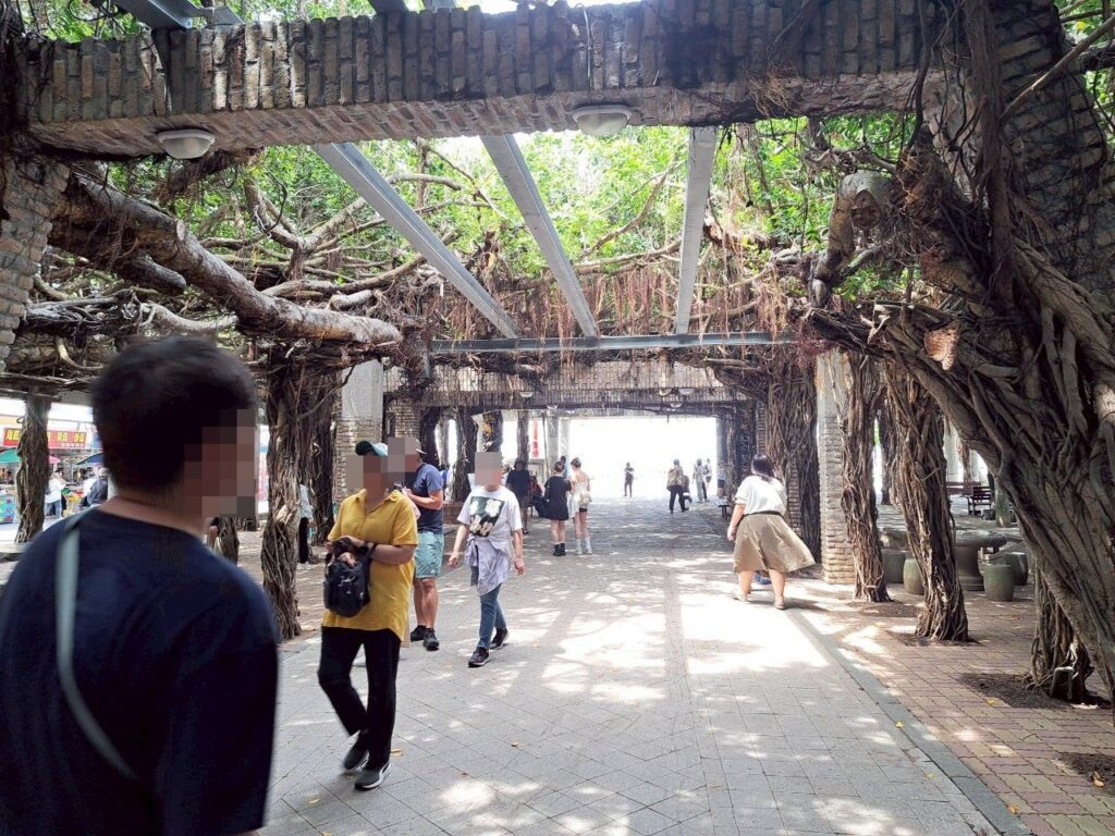  白沙鄉景點 通樑古榕 阿姨仙人掌冰