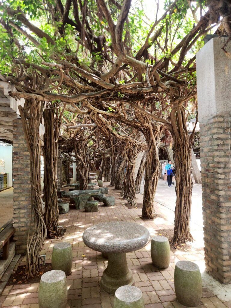  白沙鄉景點 通樑古榕 阿姨仙人掌冰