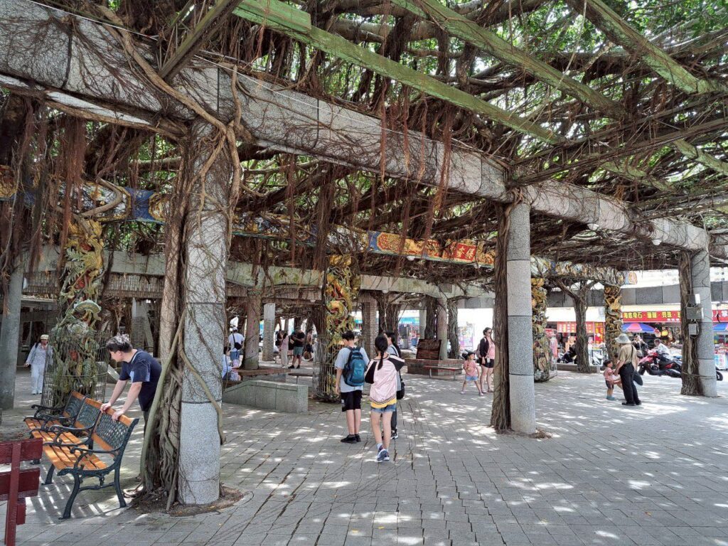  白沙鄉景點 通樑古榕 阿姨仙人掌冰