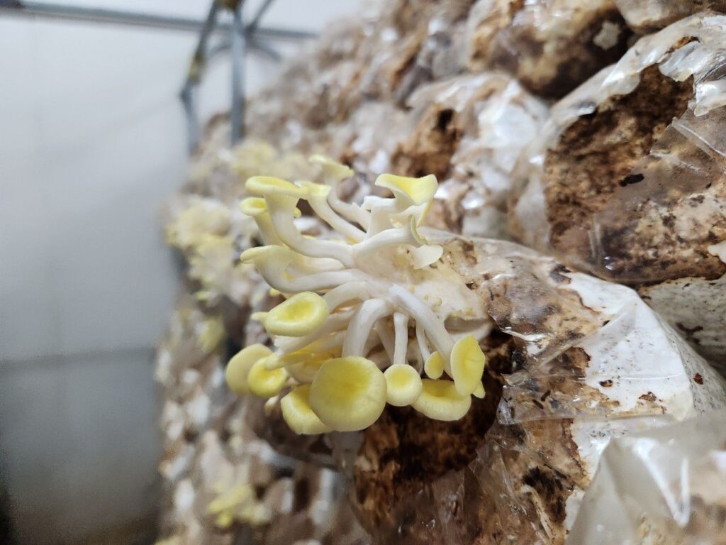 豐年靈芝菇類生態農場 南投埔里親子景點