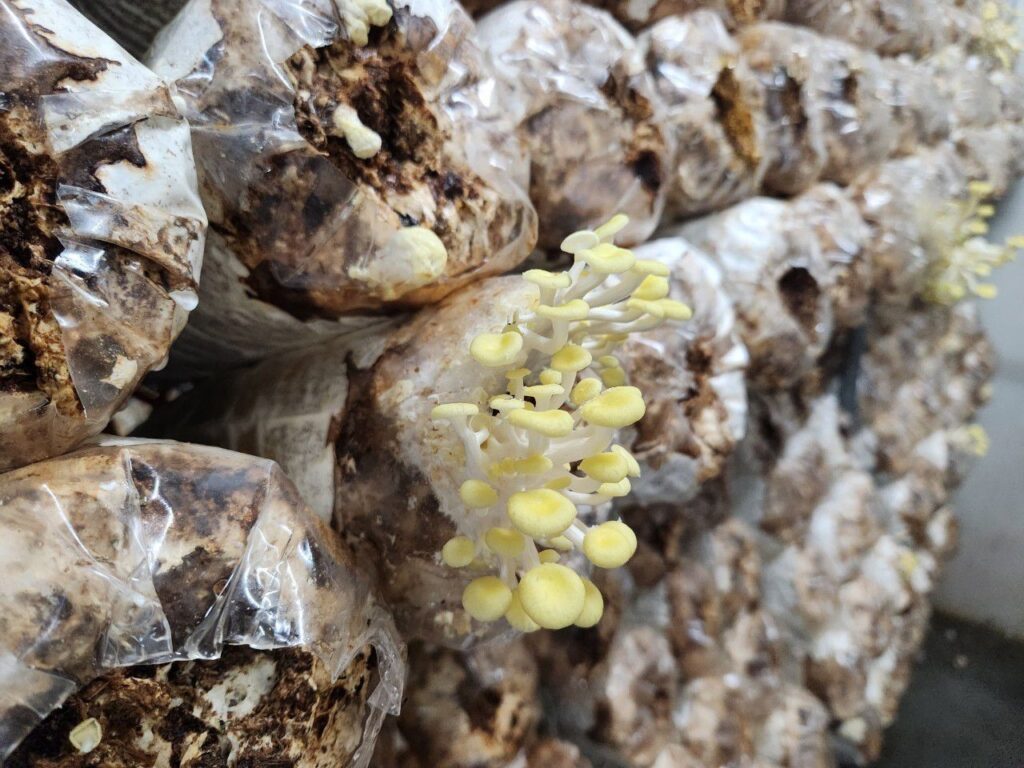 豐年靈芝菇類生態農場 南投埔里親子景點