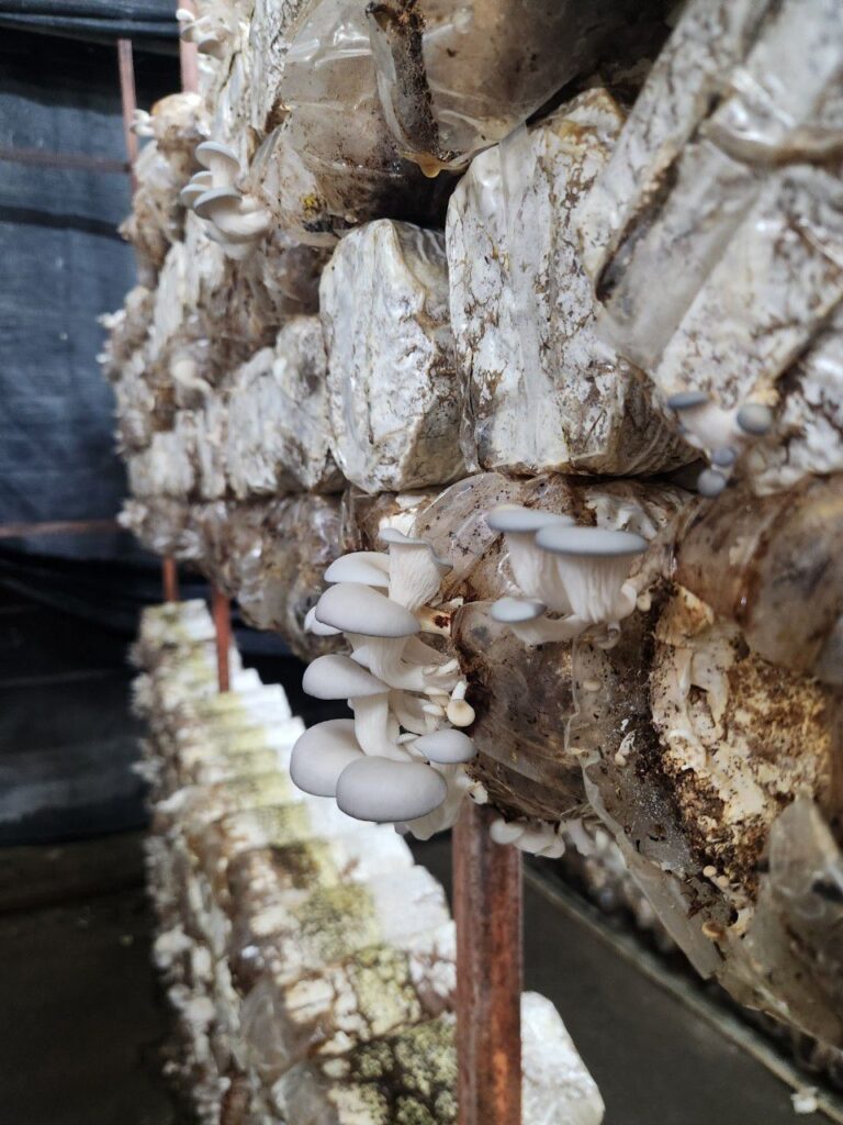 豐年靈芝菇類生態農場 南投埔里親子景點