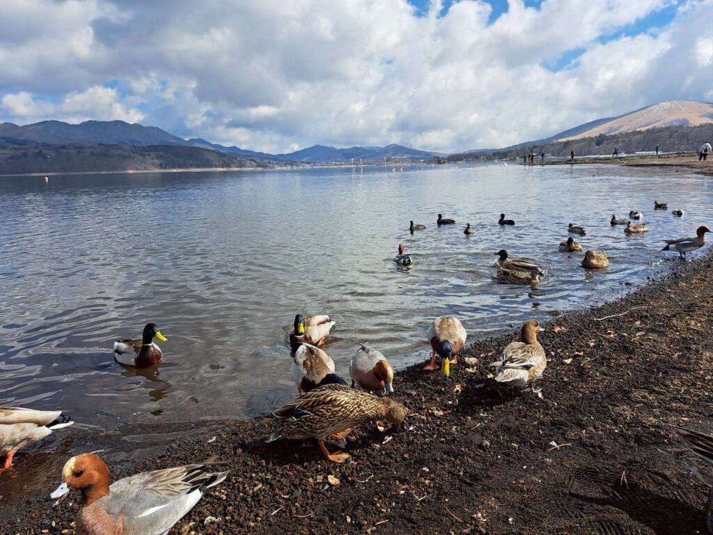  KKDAY 富士山一日遊 心得，河口湖湖畔親子景點，孩子餵鴨子與天鵝遠眺富士山美景