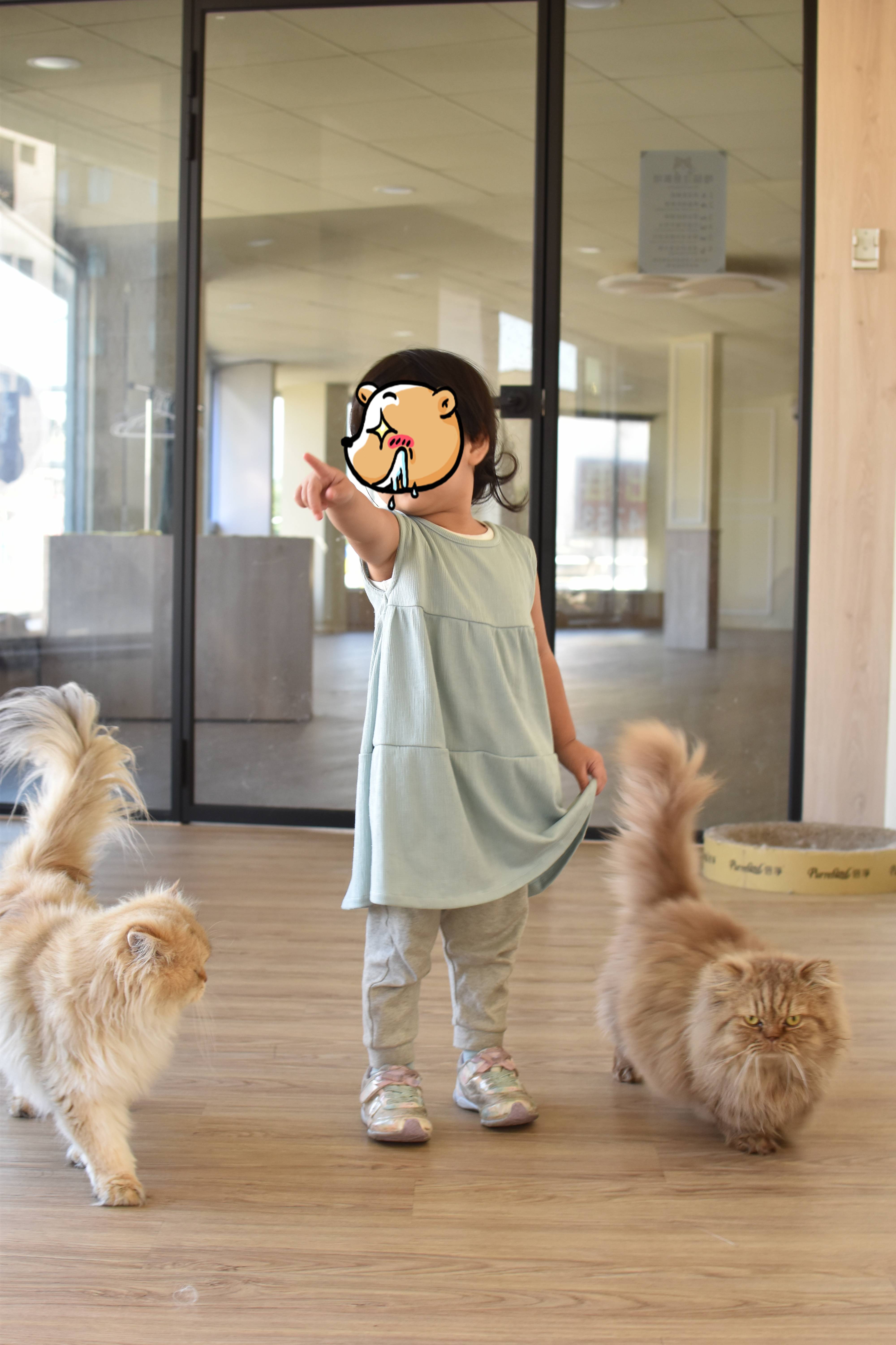  台中親子餐廳 金牌萌寵GMP，是一間很棒的台中東區貓咪咖啡廳，親子友善、寵物友善，店裡有可愛的三隻貓咪。