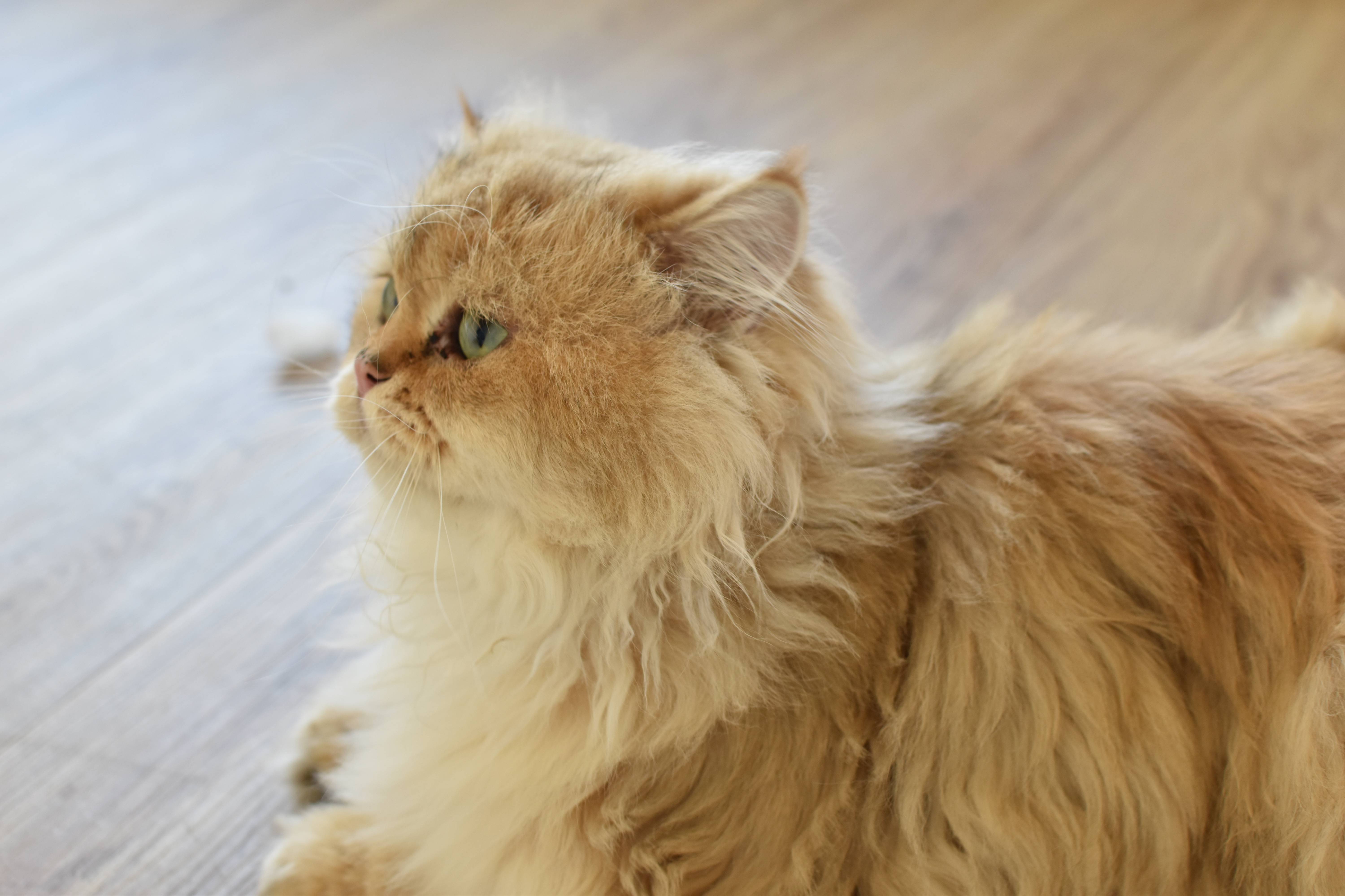  台中親子餐廳 金牌萌寵GMP，是一間很棒的台中東區貓咪咖啡廳，親子友善、寵物友善，店裡有可愛的三隻貓咪。