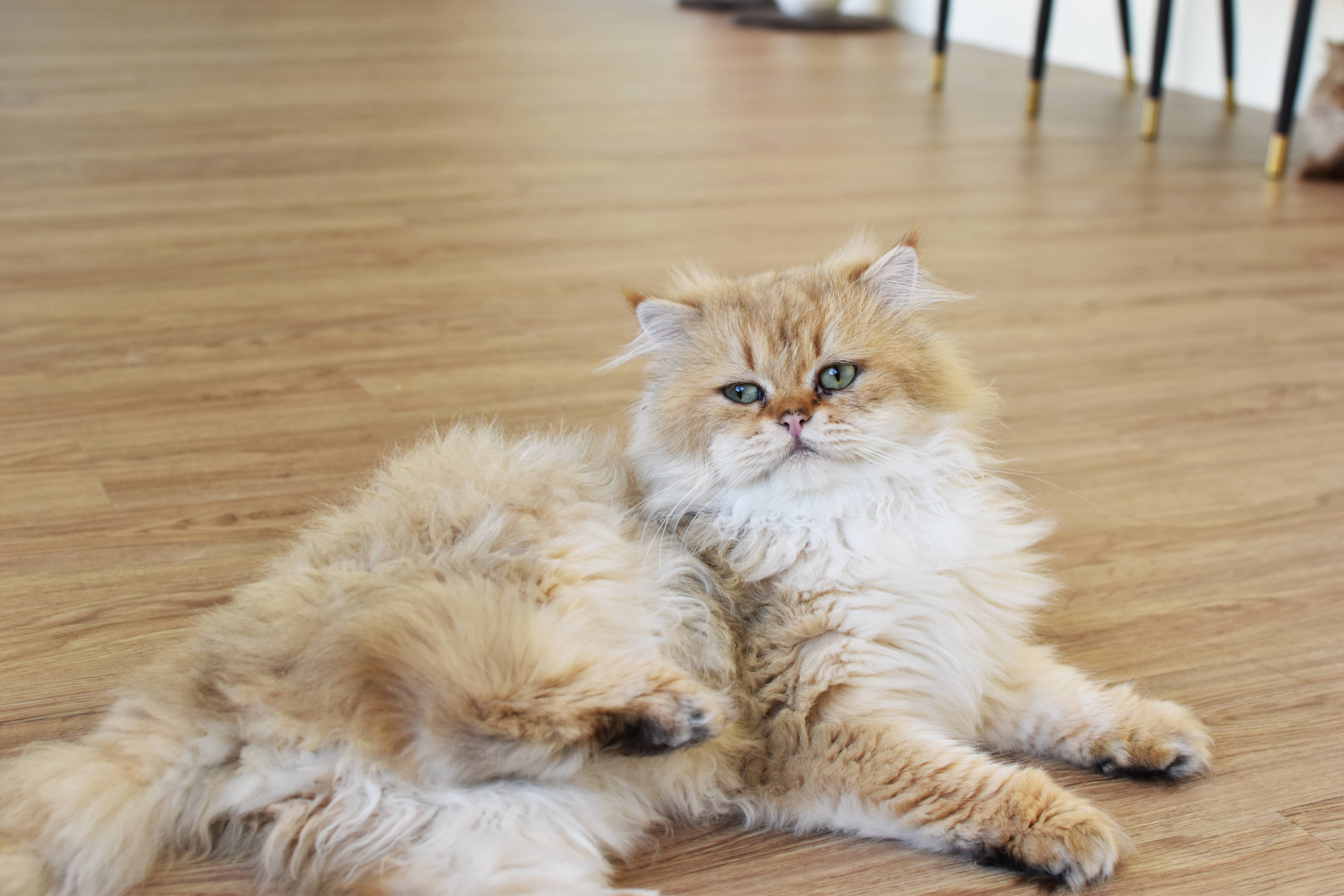  台中親子餐廳 金牌萌寵GMP，是一間很棒的台中東區貓咪咖啡廳，親子友善、寵物友善，店裡有可愛的三隻貓咪。