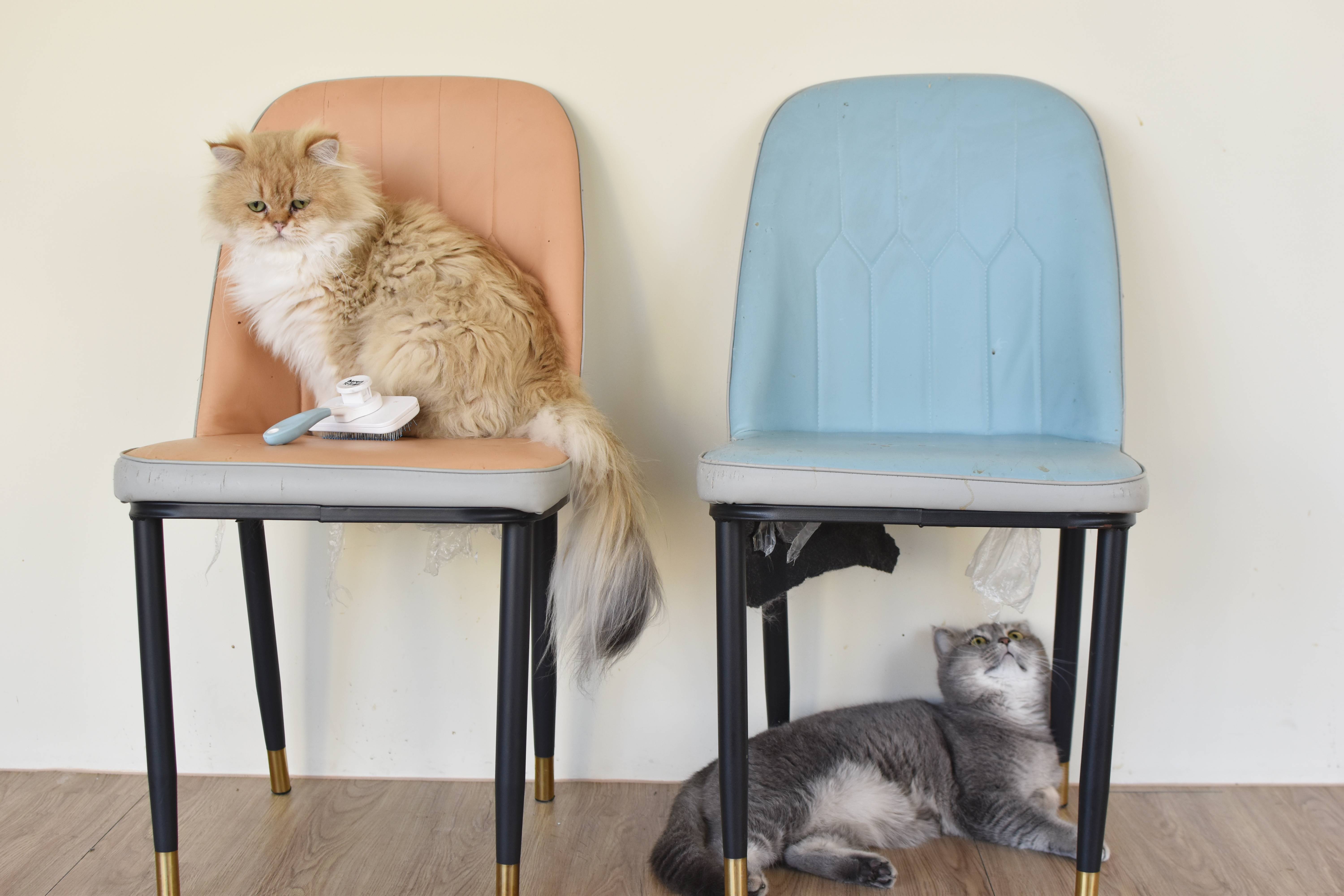  台中親子餐廳 金牌萌寵GMP，是一間很棒的台中東區貓咪咖啡廳，親子友善、寵物友善，店裡有可愛的三隻貓咪。