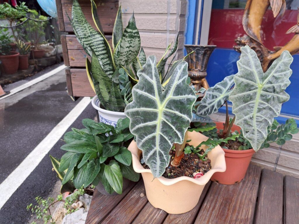 小琉球住宿 船屋親子特色民宿
