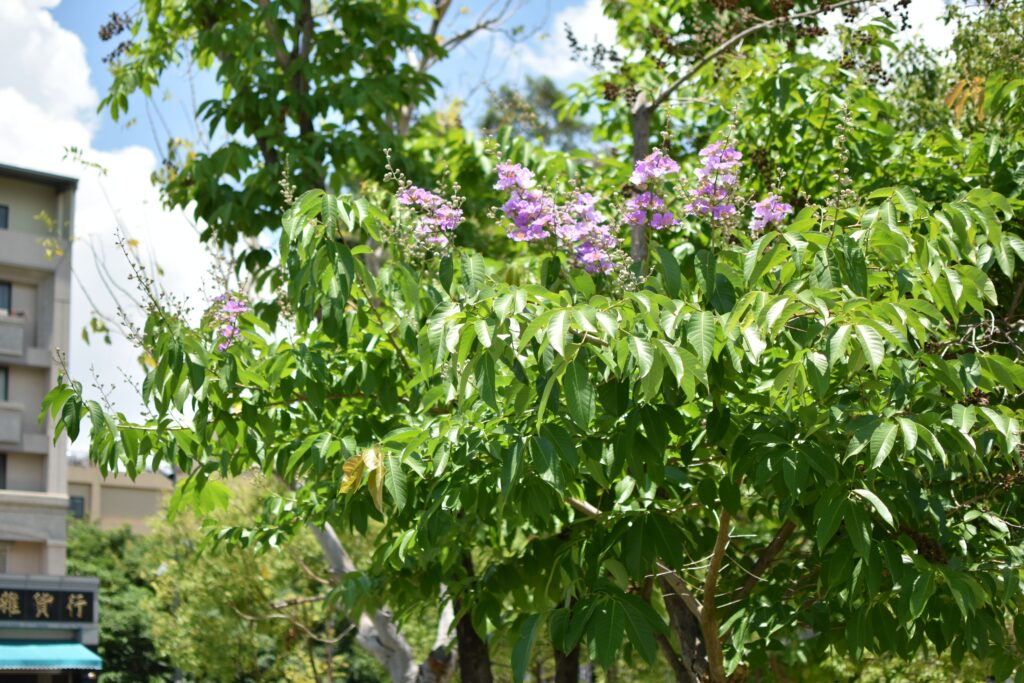 十全公園 台中特色公園