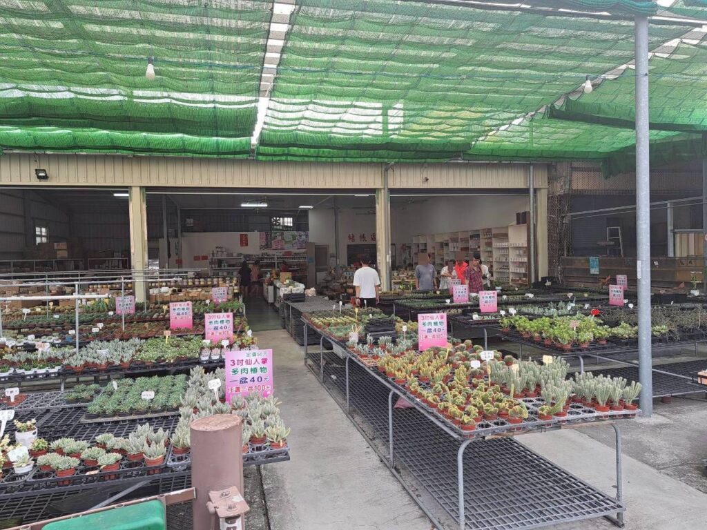  田尾摩天輪仙人掌多肉植物 店內琳瑯滿目的仙人掌品種展示架