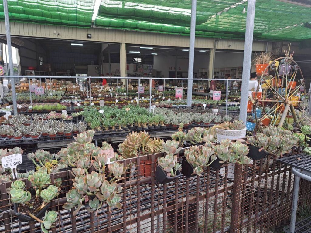  田尾摩天輪仙人掌多肉植物 外觀，充滿綠意的田尾多肉植物店