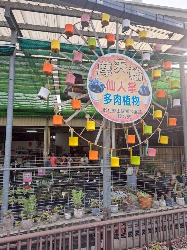  田尾摩天輪仙人掌多肉植物 外觀，充滿綠意的田尾多肉植物店