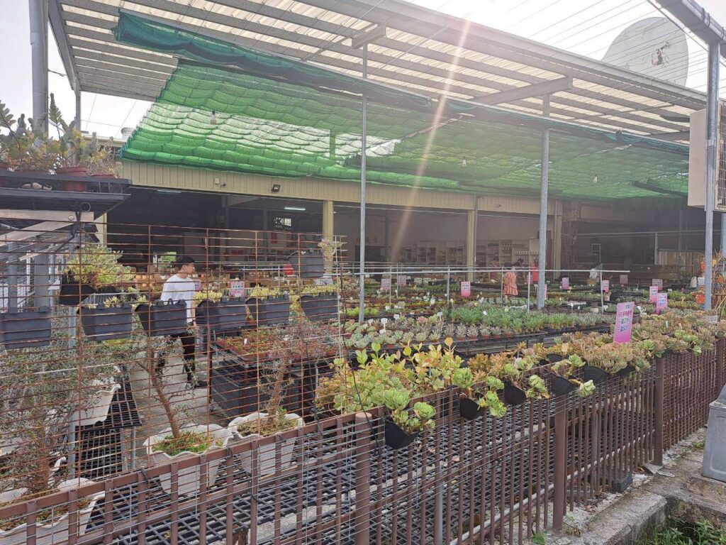  田尾摩天輪仙人掌多肉植物，充滿綠意的田尾多肉植物店